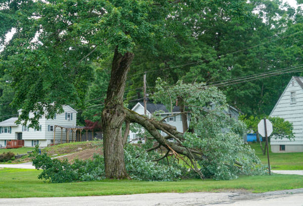 Best Local Tree Services  in Salisbury, NC